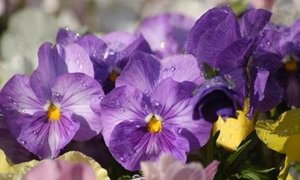 Brighten up Winter with Violas and Pansies